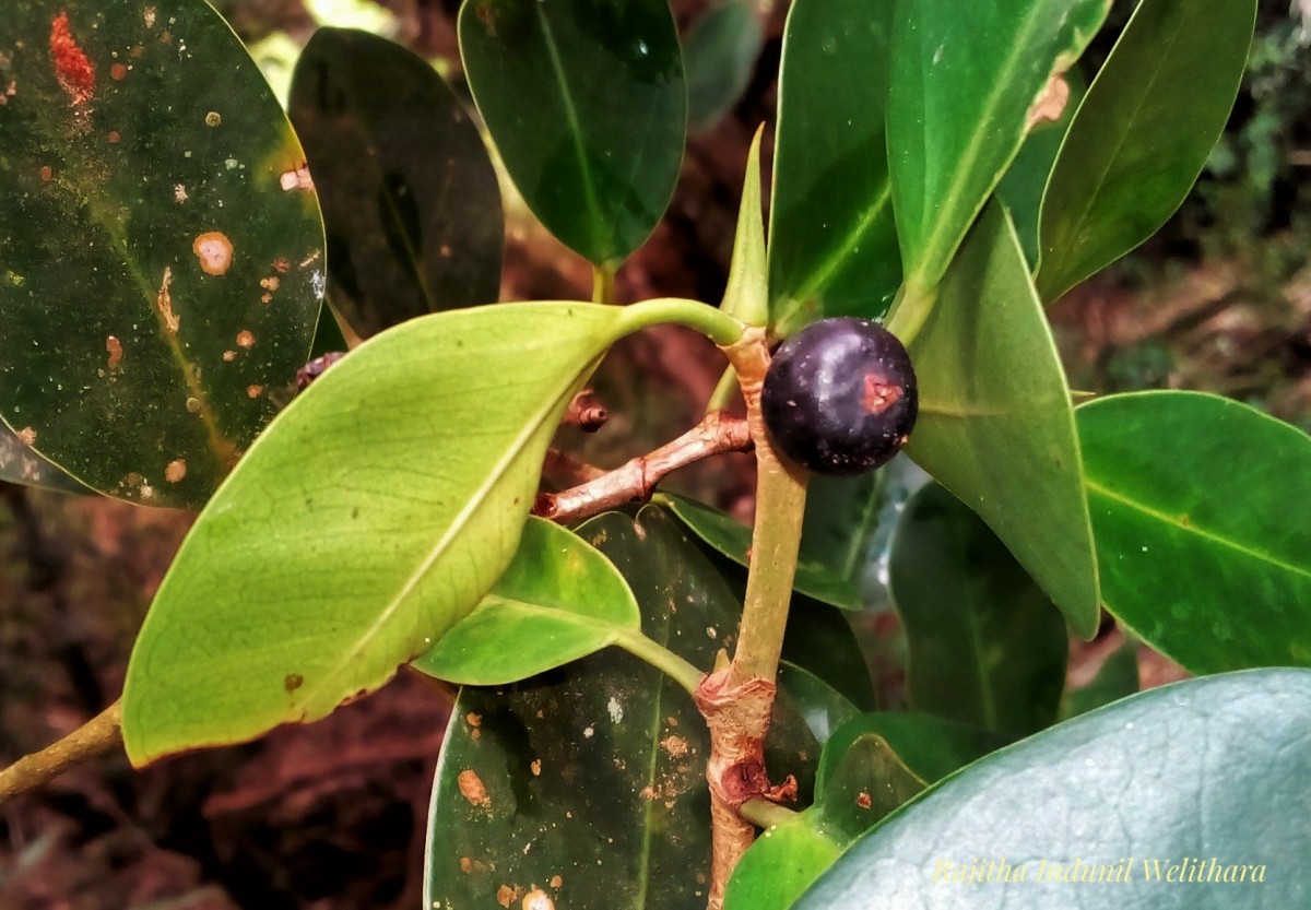 Ficus microcarpa L.f.